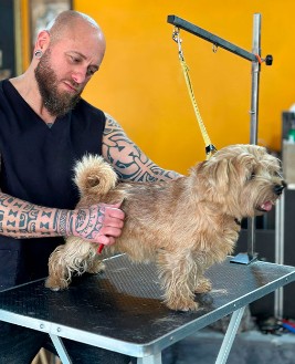 Stripping en Samoa Estilistes Canins
