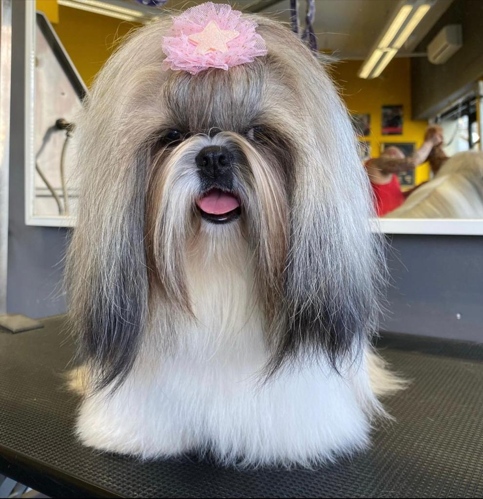 Planes de Mantenimiento en Samoa Estilistes Canins
