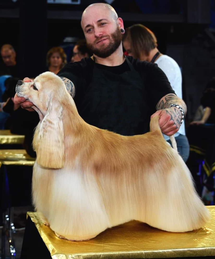 Perros de Exposición en Samoa Estilistes Canins