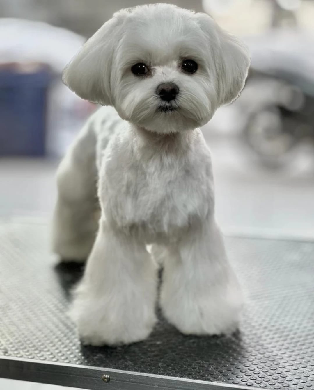 Cortes Mixtos en Samoa Estilistes Canins