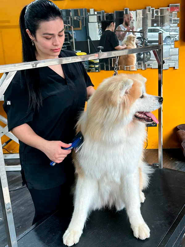 Baños y Deslanados en Samoa Estilistes Canins