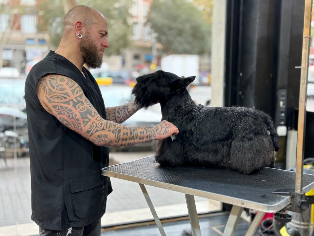 Stripping en Samoa Estilistes Canins, Barcelona